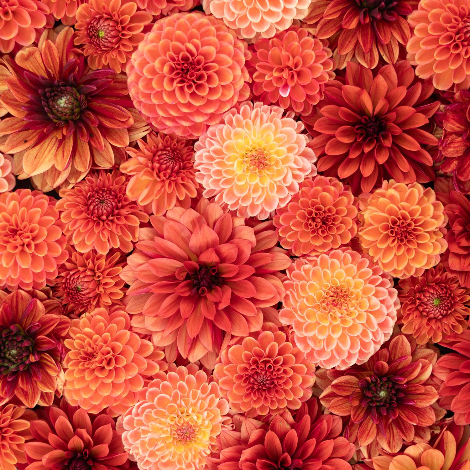 Dahliamix 'Fiery Favorites'